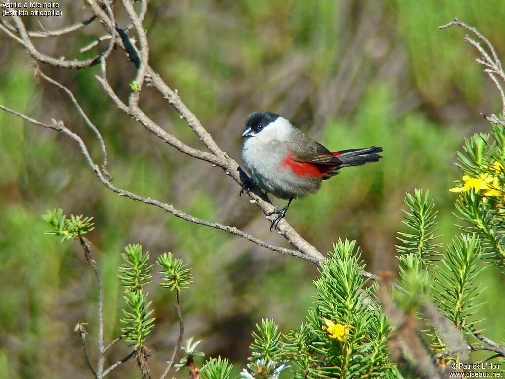 Black-headed Waxbill