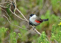 Black-headed Waxbill