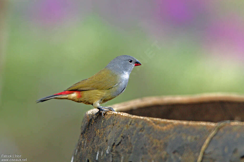 Yellow-bellied Waxbilladult, identification