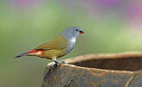 Yellow-bellied Waxbill