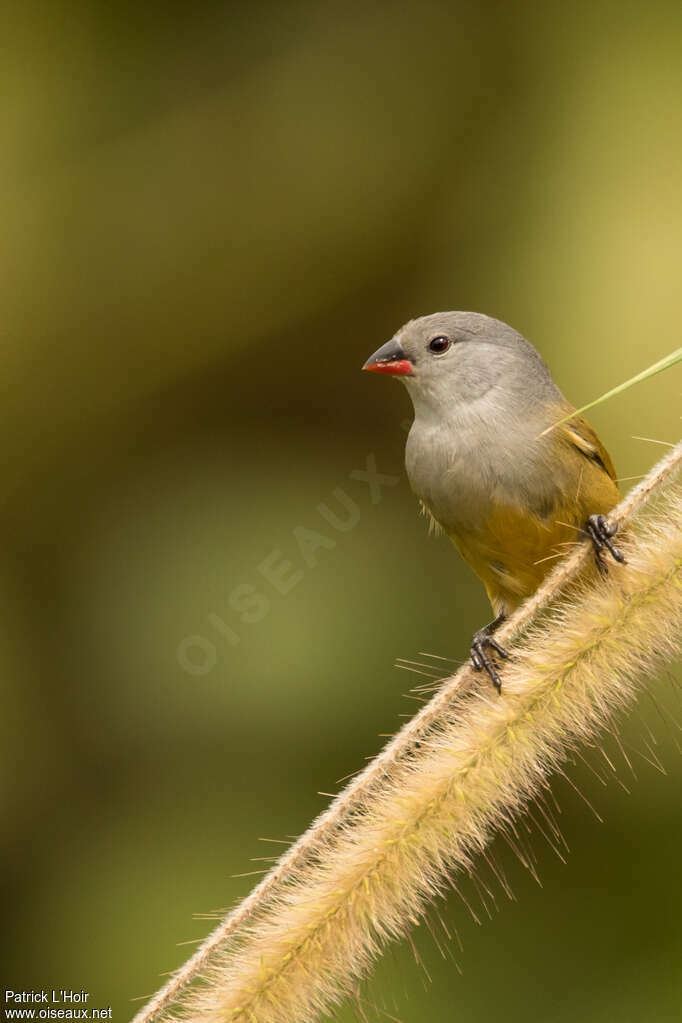 Yellow-bellied Waxbill