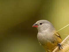 Yellow-bellied Waxbill