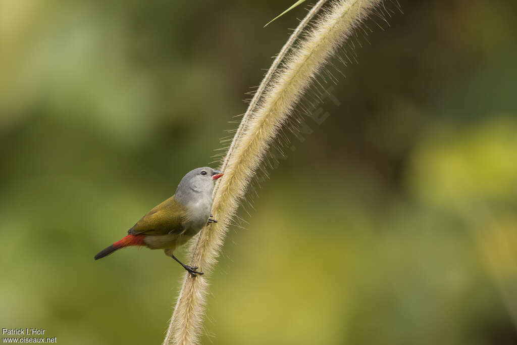 Yellow-bellied Waxbill