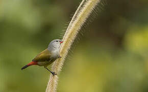 Yellow-bellied Waxbill