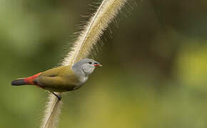 Yellow-bellied Waxbill