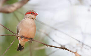 Black-rumped Waxbill