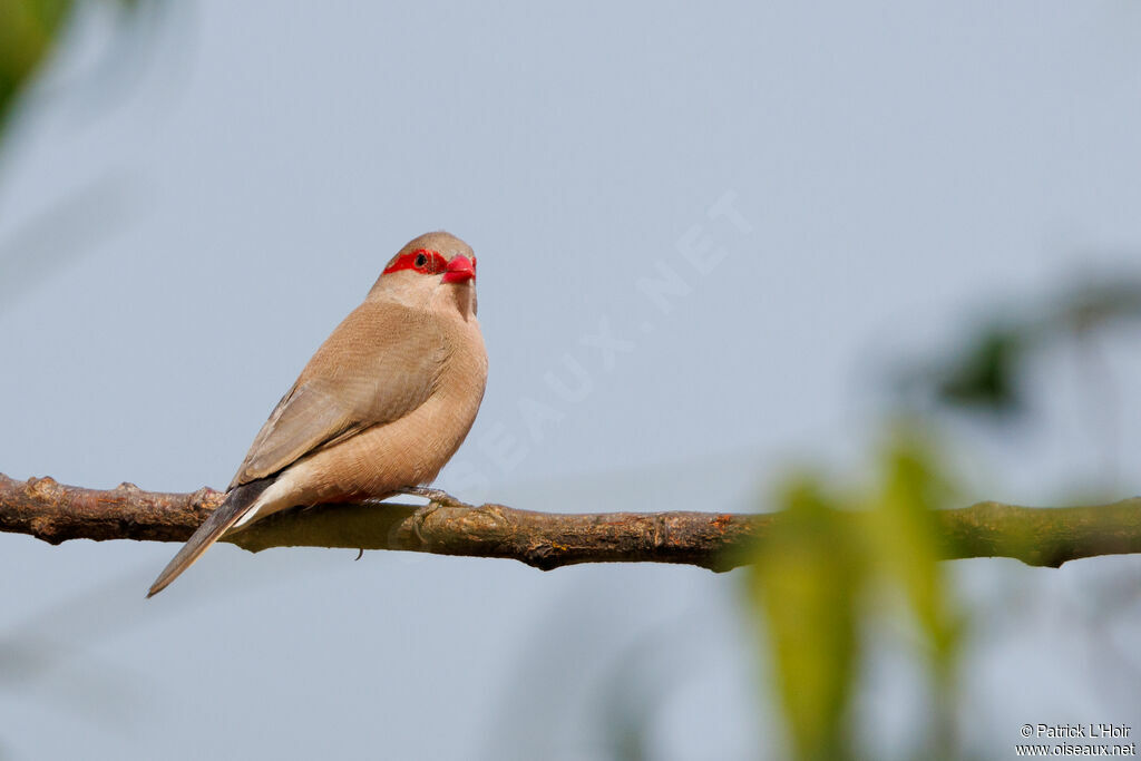 Black-rumped Waxbill