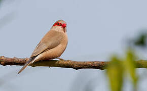 Black-rumped Waxbill