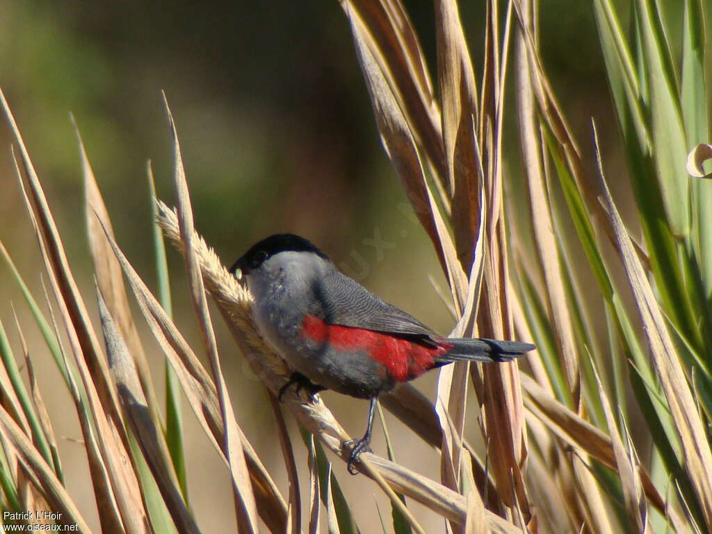 Kandt's Waxbilladult, identification