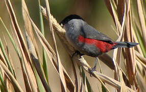 Kandt's Waxbill