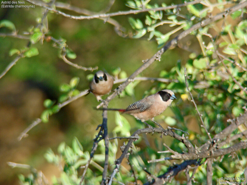 Black-cheeked Waxbill