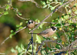 Black-cheeked Waxbill