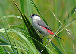 Black-crowned Waxbill