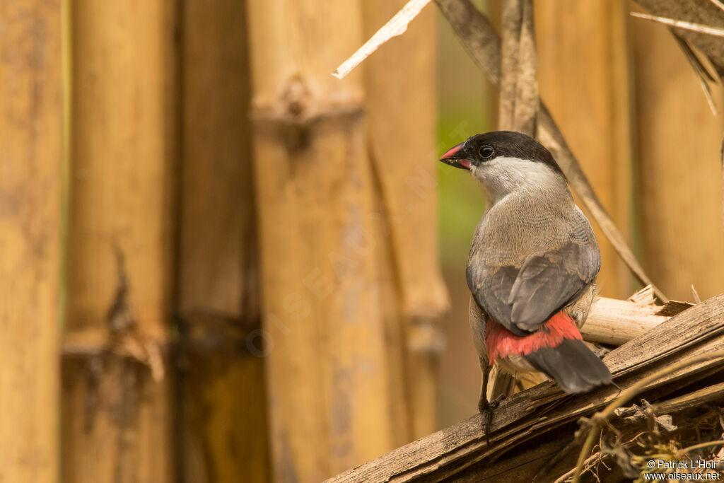 Black-crowned Waxbill