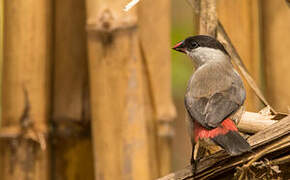 Black-crowned Waxbill