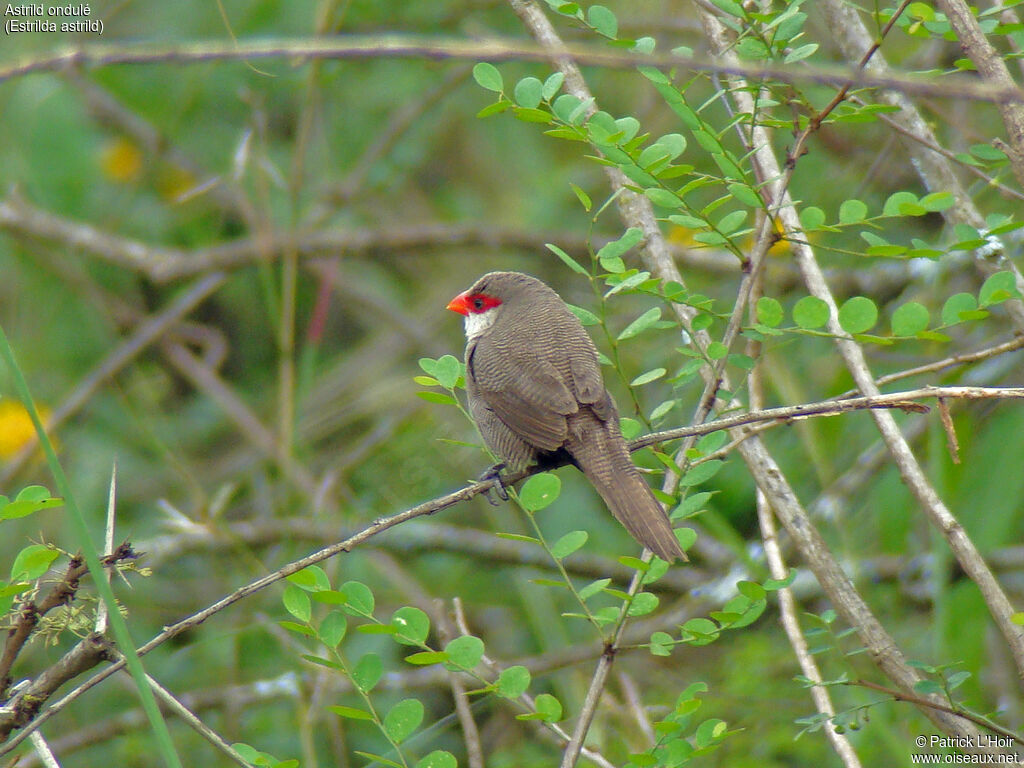 Common Waxbill