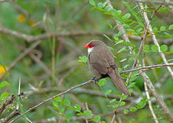 Common Waxbill