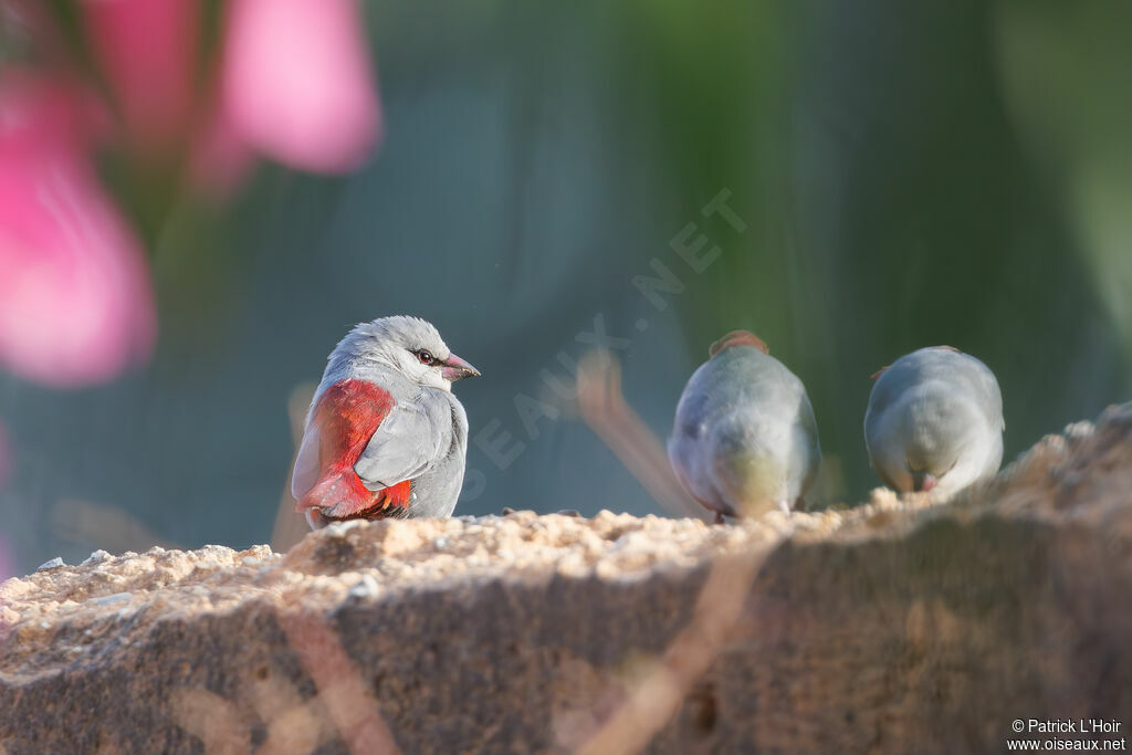 Lavender Waxbill