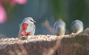 Lavender Waxbill