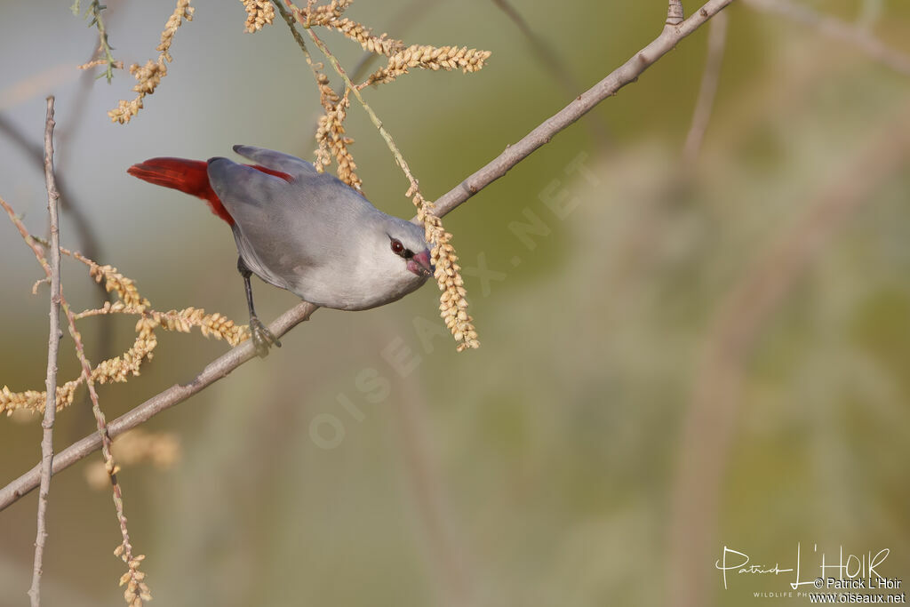 Lavender Waxbill