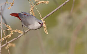 Lavender Waxbill