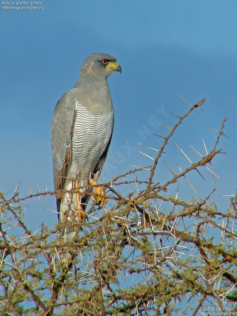 Eastern Chanting Goshawk