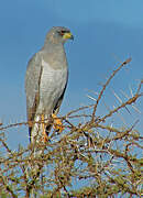 Eastern Chanting Goshawk