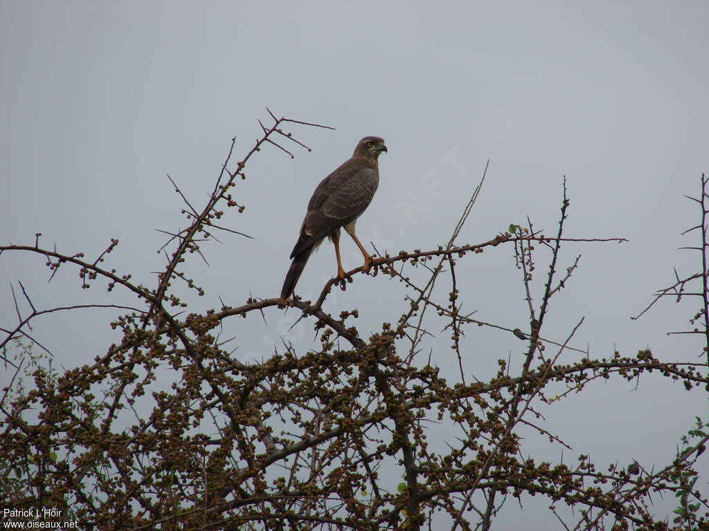 Eastern Chanting Goshawkjuvenile