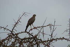 Eastern Chanting Goshawk