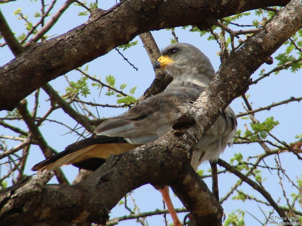 Eastern Chanting Goshawk