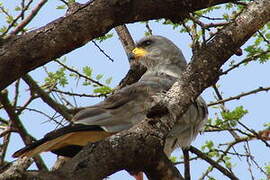 Eastern Chanting Goshawk