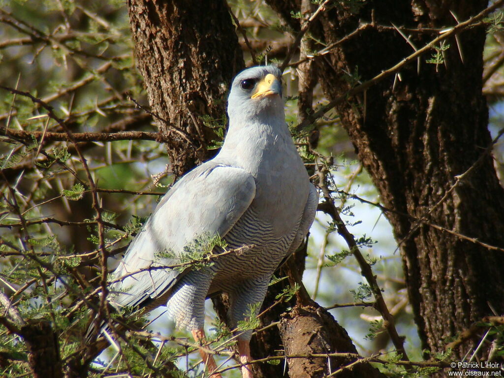 Autour à ailes grises