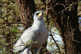 Eastern Chanting Goshawk