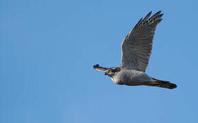 Eurasian Goshawk