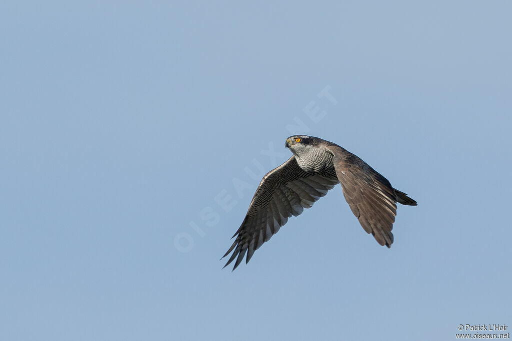 Eurasian Goshawk