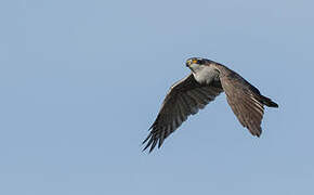 Eurasian Goshawk