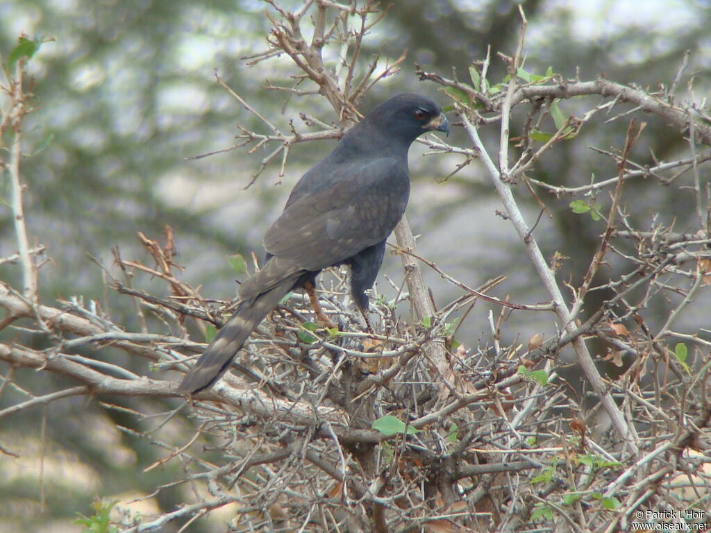 Gabar Goshawk