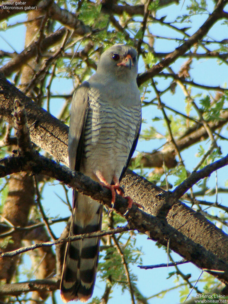 Gabar Goshawk