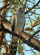 Gabar Goshawk