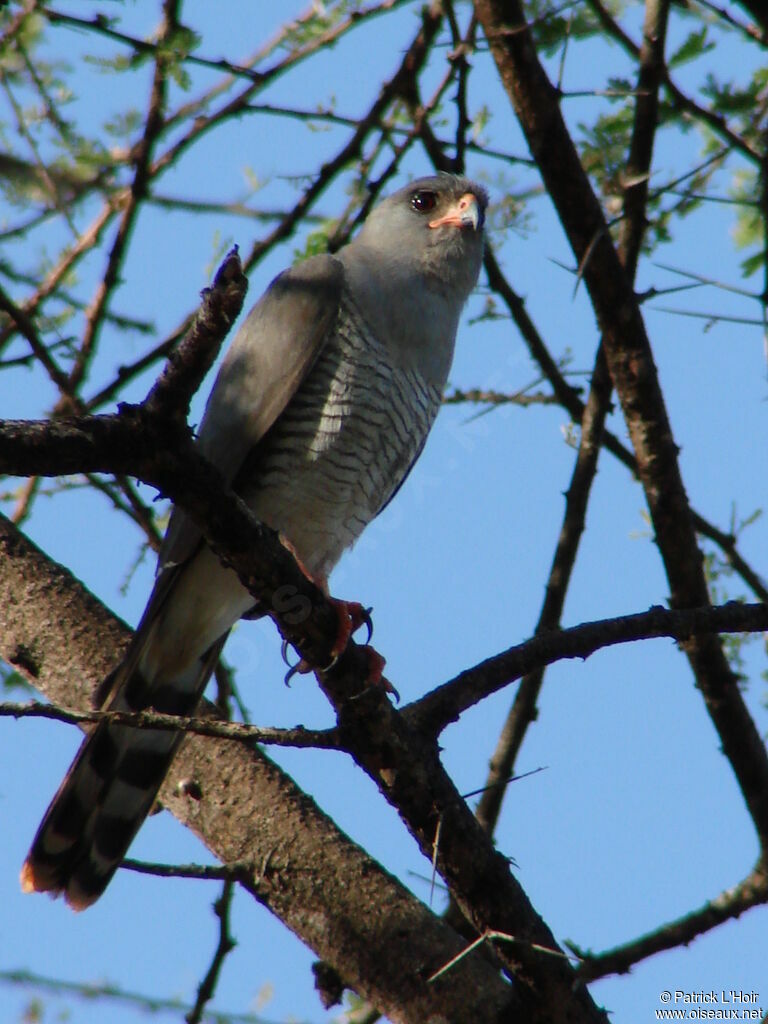 Gabar Goshawk