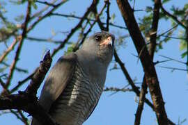 Gabar Goshawk