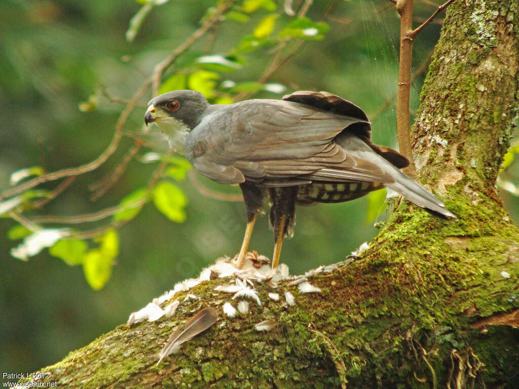 Black Sparrowhawksubadult, identification