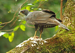 Black Sparrowhawk