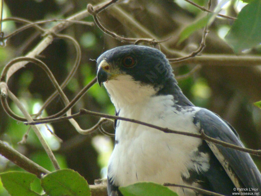 Black Sparrowhawk