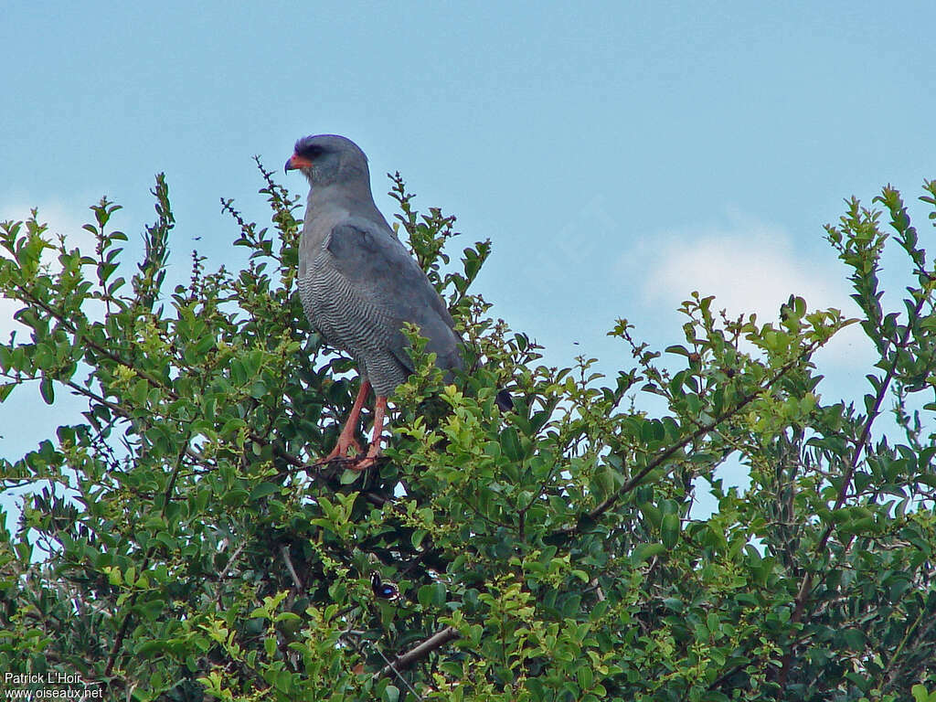 Dark Chanting Goshawk