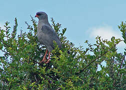 Dark Chanting Goshawk