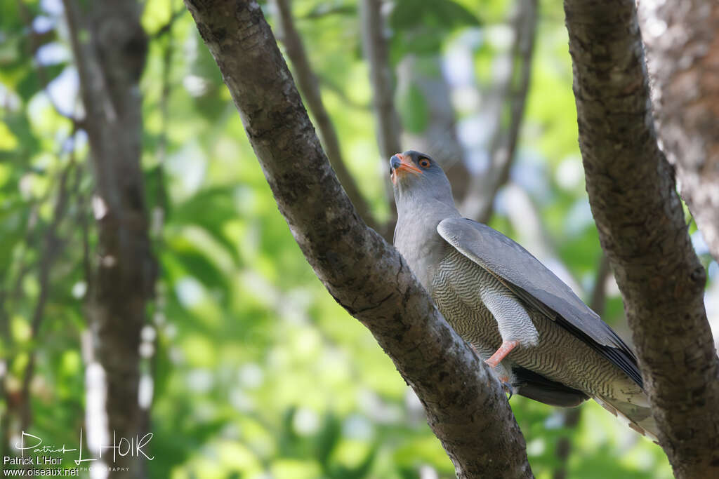 Dark Chanting Goshawk