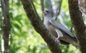 Dark Chanting Goshawk