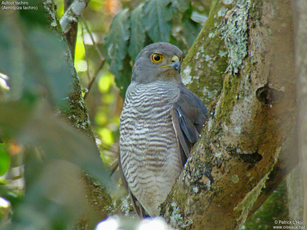 African Goshawk