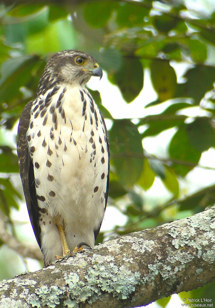 African Goshawk female juvenile